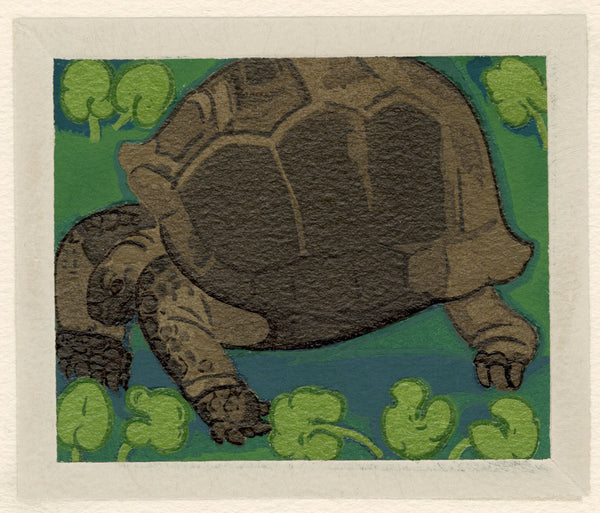 Tortue (Tortoise)