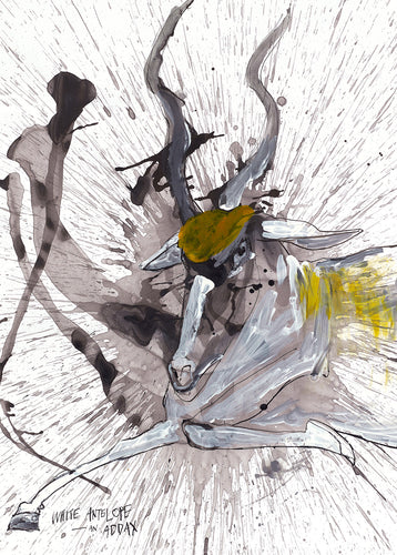 Addax (White Antelope)