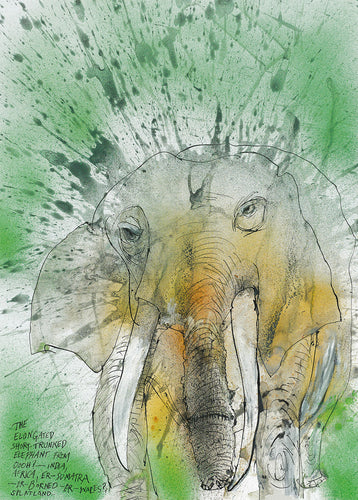 African-Asian Elephant