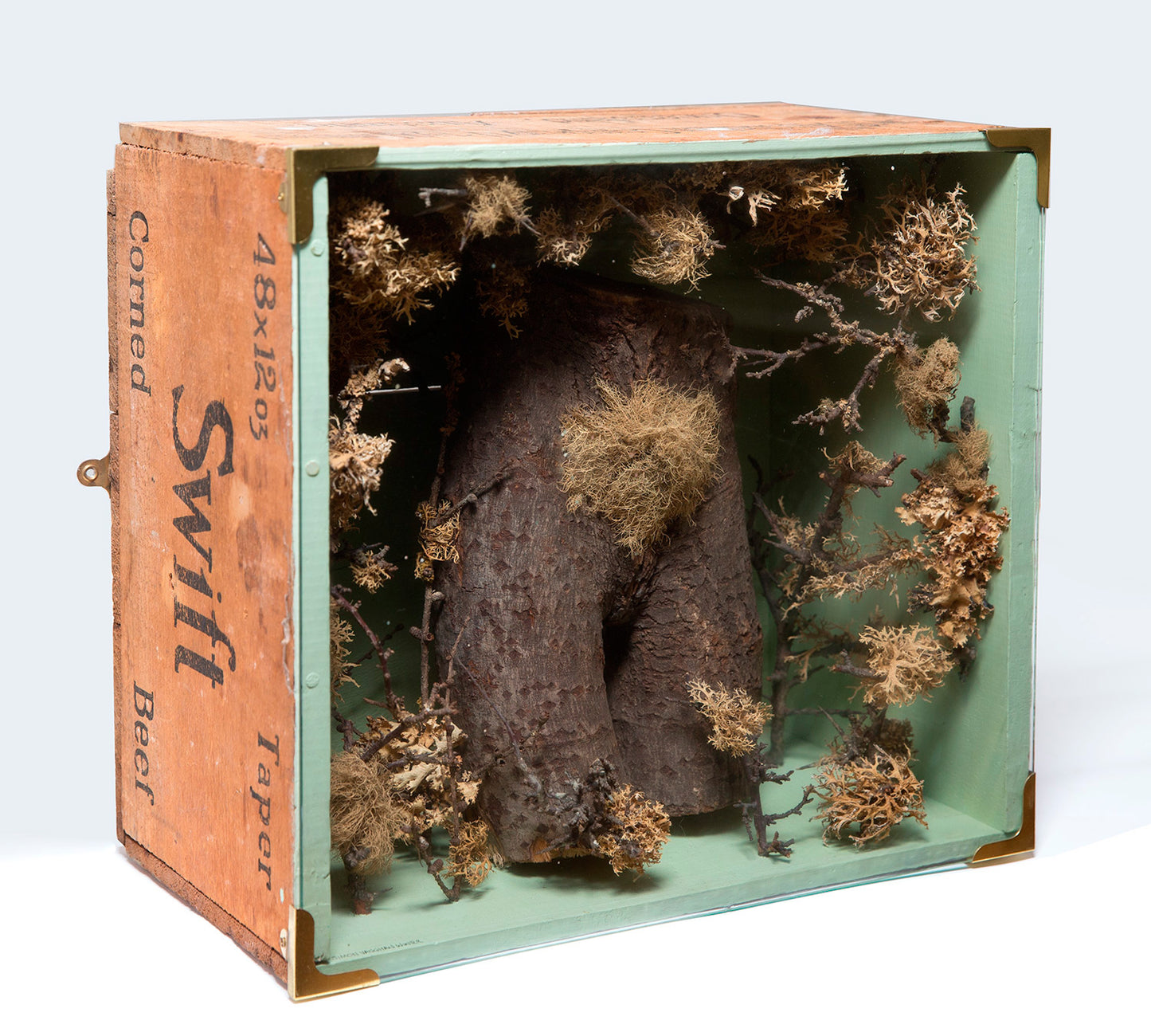 Trunk and Lichen (In Corned Beef Box)