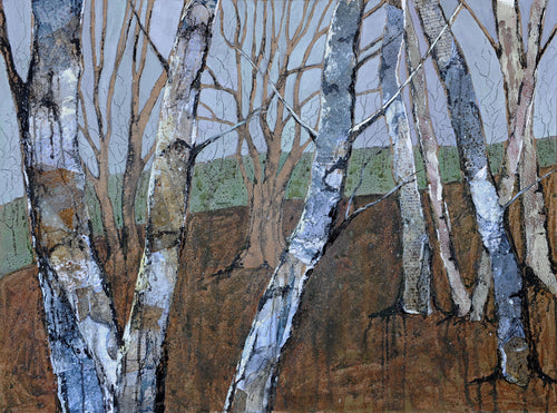 Trunks of Silver Birches