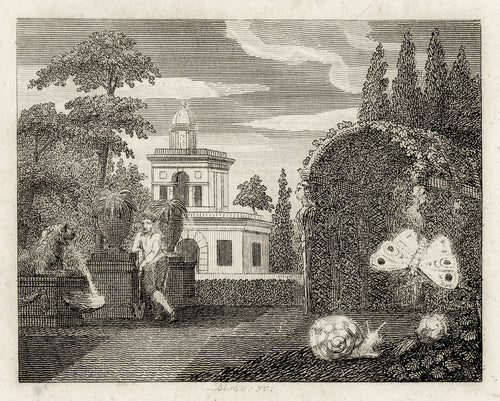 The Butterfly and the Snail